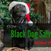 a black dog in a Christmas hat