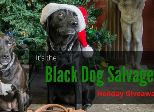 a black dog in a Christmas hat